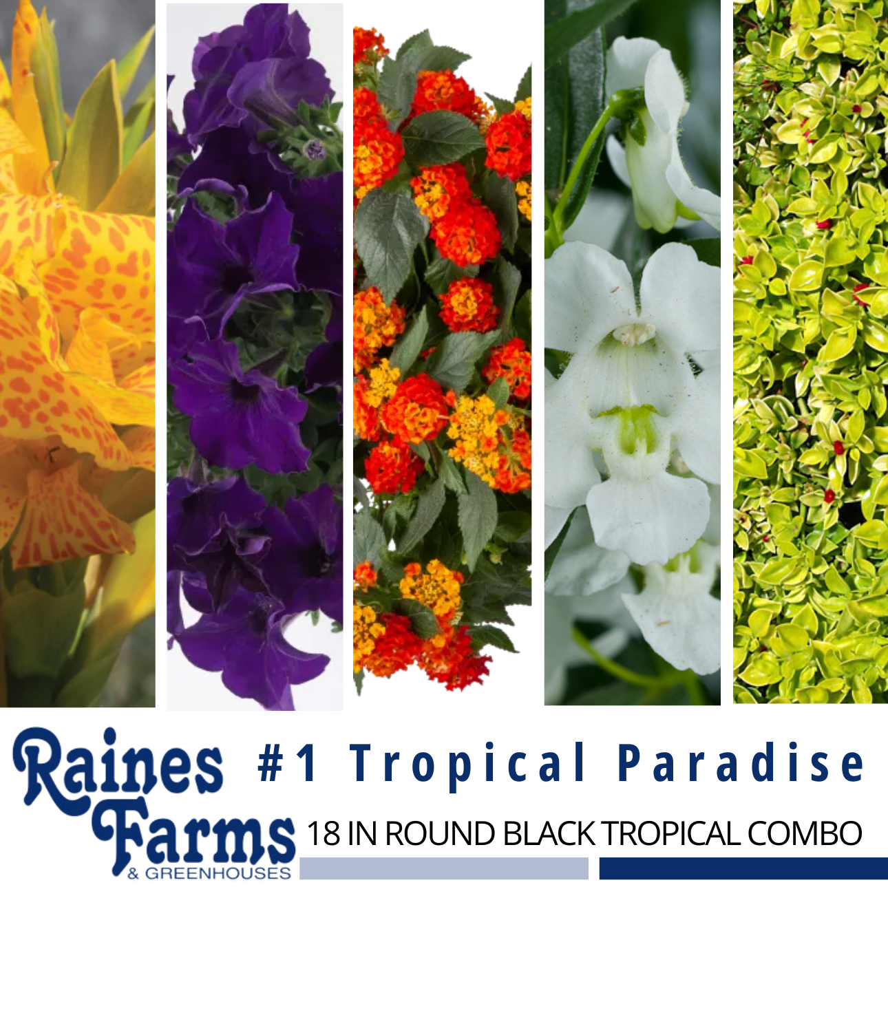 #1: Tropical Paradise 18 Inch Round Black Tropical Combo